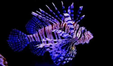 Peixe-leão sem predador avança no Brasil e preocupa especialistas