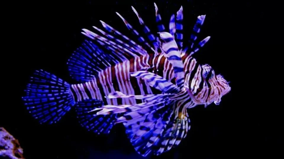 Peixe-leão sem predador avança no Brasil e preocupa especialistas