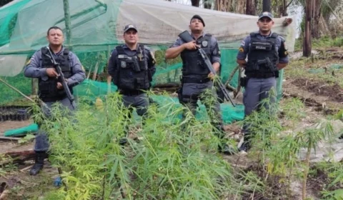 Homem é preso com plantação de maconha avaliada em R$ 6 milhões no Amazonas