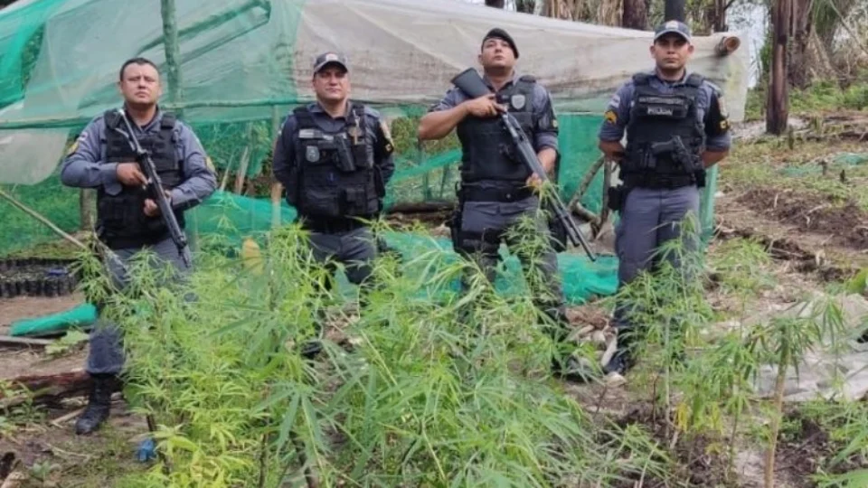 Homem é preso com plantação de maconha avaliada em R$ 6 milhões no Amazonas
