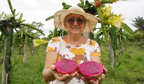 FPS recebe propostas para setor primário até esta sexta-feira, 31, no AM