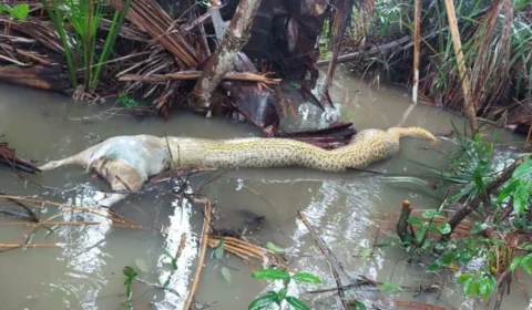 VÍDEO: sucuri morre engasgada ao tentar comer cachorro em fazenda de Tocantins