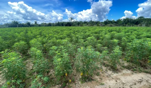 Dia da Mandioca: Amazonas destaca incentivos à produção de agricultores
