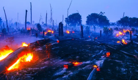 Em 38 anos, Brasil queimou área equivalente a Colômbia e Chile, diz pesquisa
