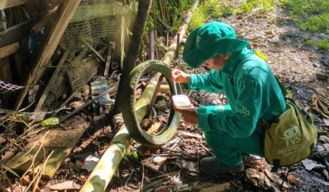AM registra mais de 6 mil casos de dengue entre janeiro e março de 2023