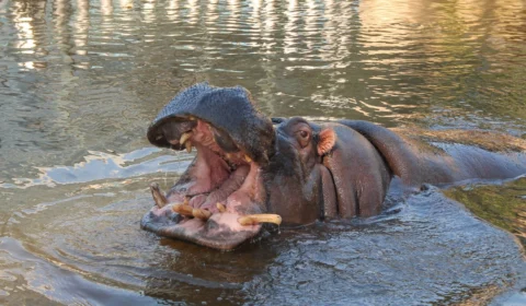 Hipopótamo do narcotraficante Pablo Escobar é atropelado em rodovia na Colômbia