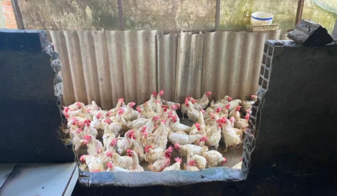 Abatedouro clandestino de aves é interditado na Zona Norte de Manaus