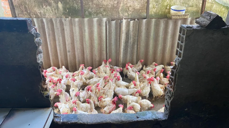 Abatedouro clandestino de aves é interditado na Zona Norte de Manaus