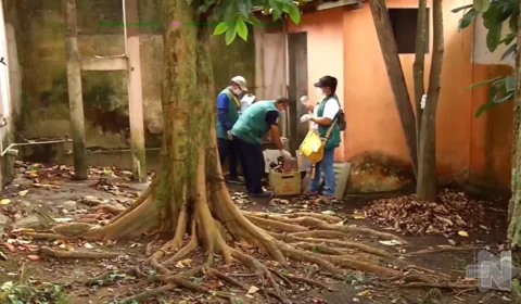 VÍDEO: alta de dengue ocorre no Amazonas e seis mil casos são registrados
