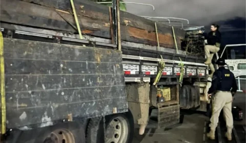 Ação apreende 23m³ de madeira irregular na BR-401 em Cantá-RR