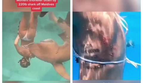 Vídeo: ataque de tubarão em Maldivas é gravado por fotógrafo durante mergulho