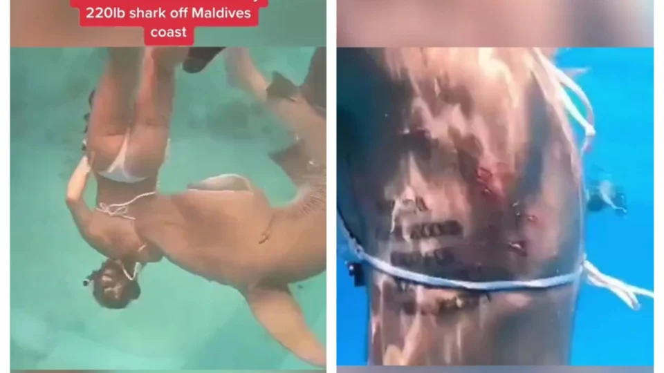 Vídeo: ataque de tubarão em Maldivas é gravado por fotógrafo durante mergulho