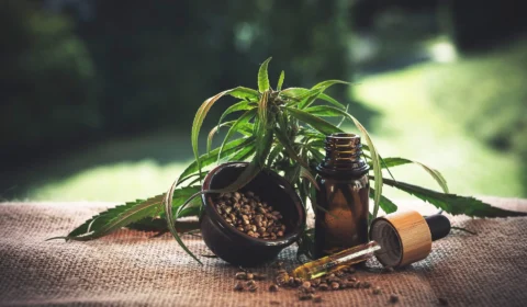 Fiocruz permite terapia com Cannabis medicinal