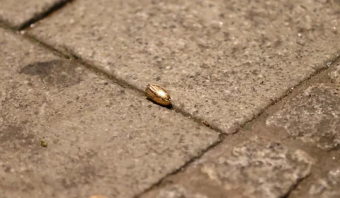 Jovem de 22 anos morre após ser atingido por bala perdida em Manaus