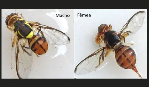 Roraima está em quarentena por conta da mosca da carambola