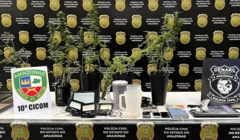 VÍDEO: polícia encontra plantação de maconha na Zona Centro-Oeste de Manaus 