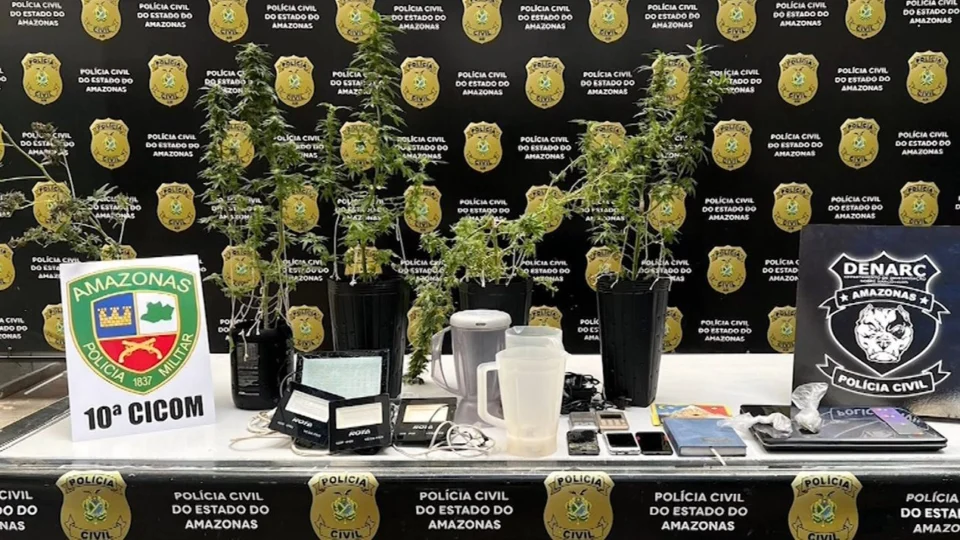 VÍDEO: polícia encontra plantação de maconha na Zona Centro-Oeste de Manaus 