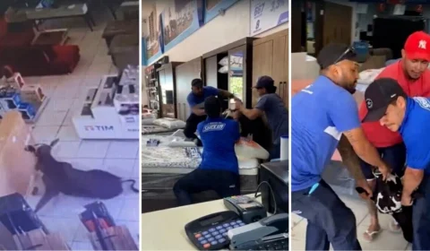 VÍDEO: vaca ‘desgovernada’ invade loja de móveis e assusta vendedores no MS