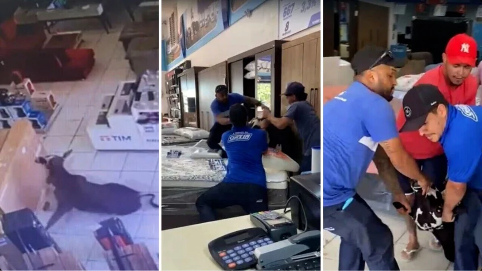 VÍDEO: vaca ‘desgovernada’ invade loja de móveis e assusta vendedores no MS