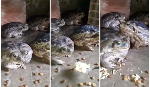 Vídeo: ‘Comem na colher’, diz vigilante que cria 10 sapos em casa, no Ceará