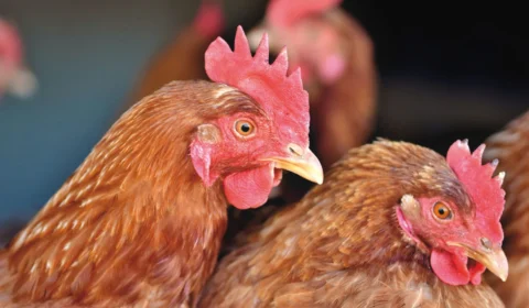 Brasil decreta emergência zoossanitária por conta da gripe aviária