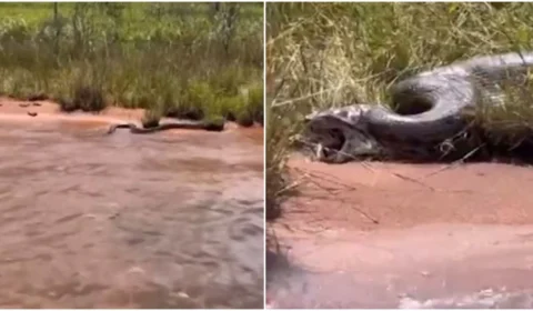 Vídeo: após acasalar, sucuri ‘vomita’ cobra da mesma espécie em Goiás