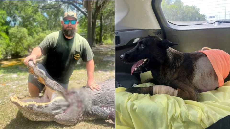 Vídeo: jacaré ataca cachorro e homem pula para salvar pet nos EUA