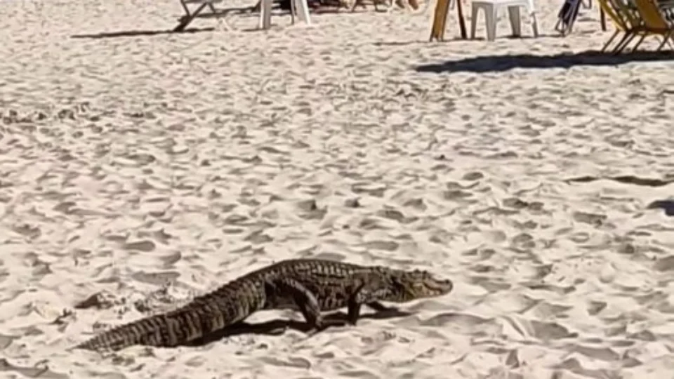 Vídeo: jacaré é flagrado ‘passeando’ em praia de Florianópolis-SC