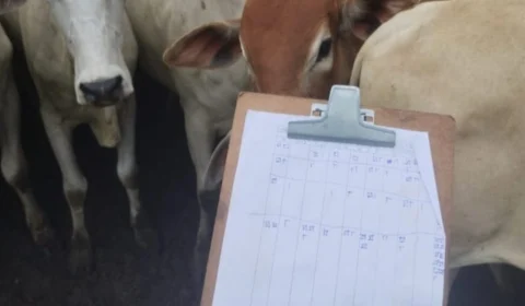 Prazo para notificação de vacinação contra febre aftosa encerra dia 19/5 em RR