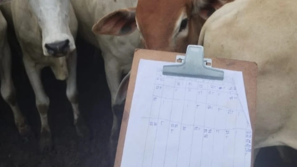 Prazo para notificação de vacinação contra febre aftosa encerra dia 19/5 em RR