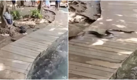 Vídeo: cobra entra em piscina e assusta turistas na Tailândia