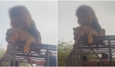VÍDEO: casal de leões ignora turistas e acasala em jipe de safari no Senegal