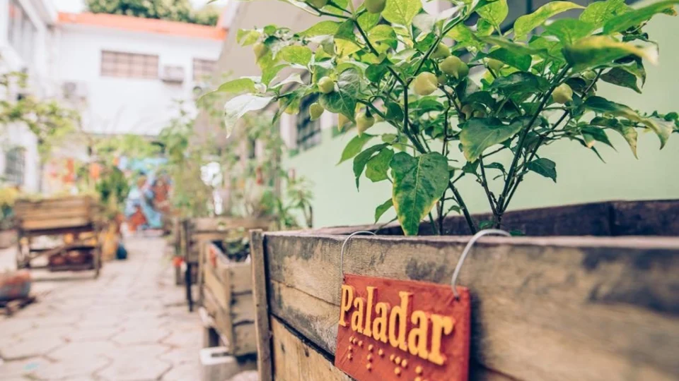 No AM, jardim sensorial auxilia no ensino sobre botânica e sustentabilidade