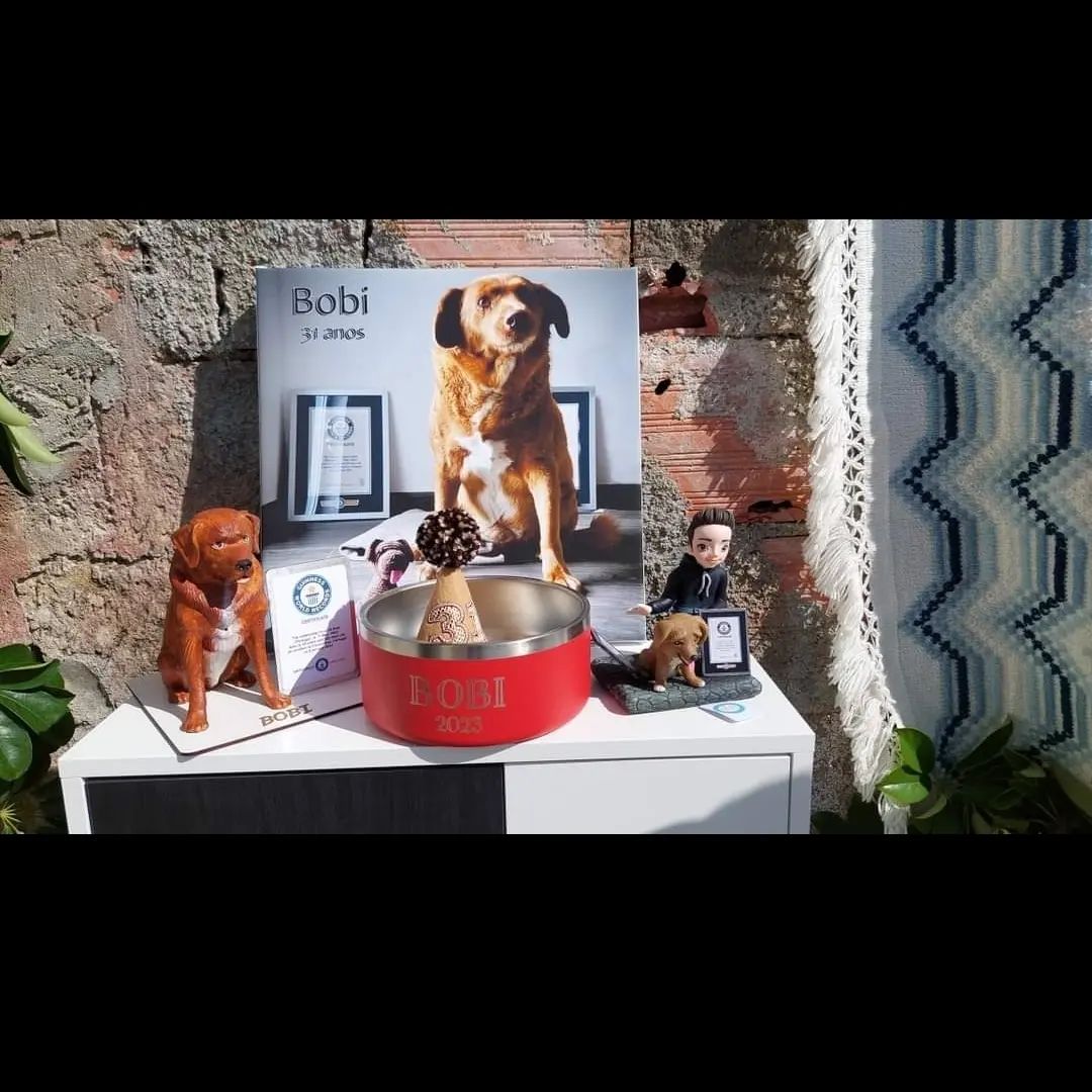 Festa de aniversário de Bobi, o cachorro mais velho do mundo - Foto: Reprodução/Instagram @bobiportugal