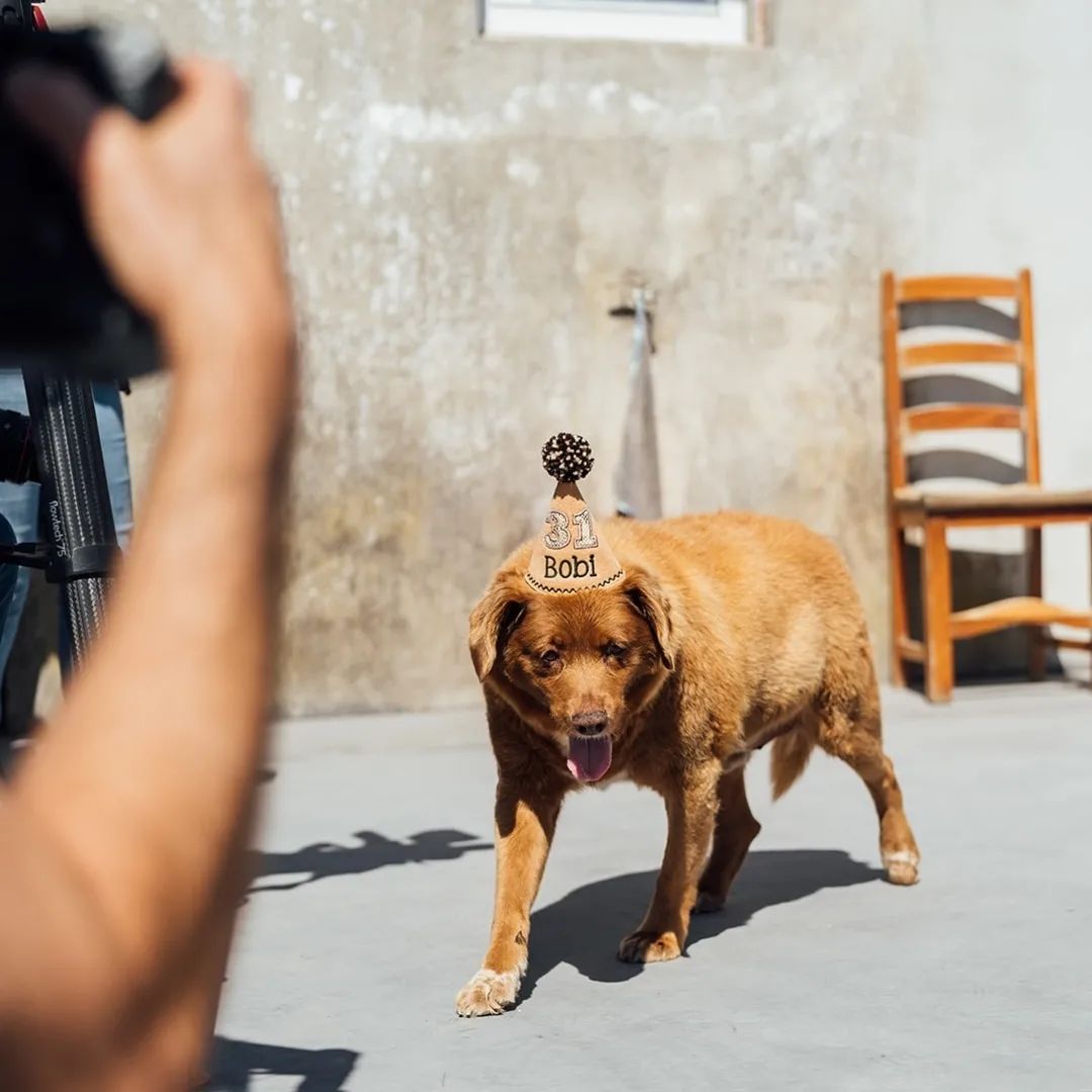 Festa de aniversário de Bobi, o cachorro mais velho do mundo - Foto: Reprodução/Instagram @bobiportugal