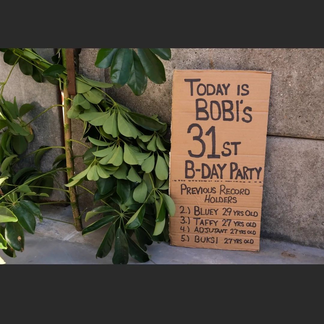 Festa de aniversário de Bobi, o cachorro mais velho do mundo - Foto: Reprodução/Instagram @bobiportugal