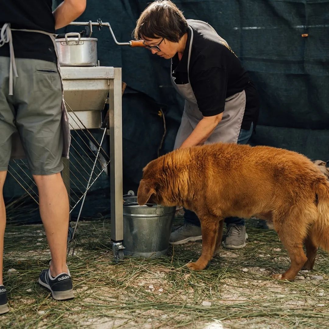 Festa de aniversário de Bobi, o cachorro mais velho do mundo - Foto: Reprodução/Instagram @bobiportugal