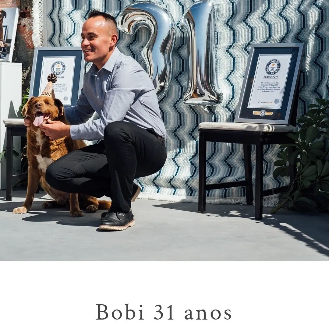 Festa de aniversário de Bobi, o cachorro mais velho do mundo - Foto: Reprodução/Instagram @bobiportugal
