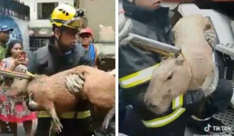 VÍDEO: Capivara é resgatada de cativeiro na Zona Leste de Manaus