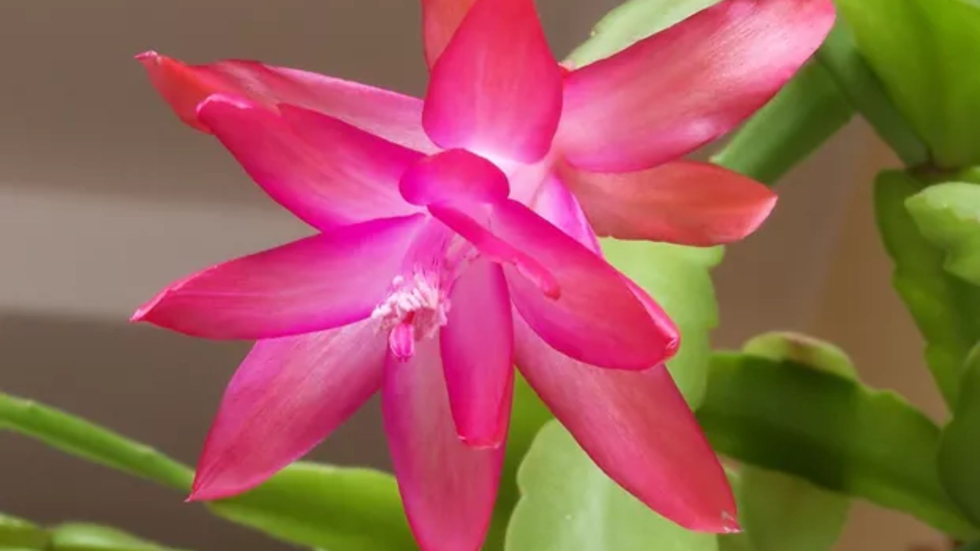 Dia das Mães - Flores podem ser opção de presente