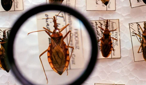 Doença de Chagas: AM tem 8 casos confirmados em 2023; FVS alerta