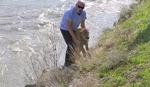 Filhote de bisão é sacrificado após ser resgatado por turista em Yellowstone