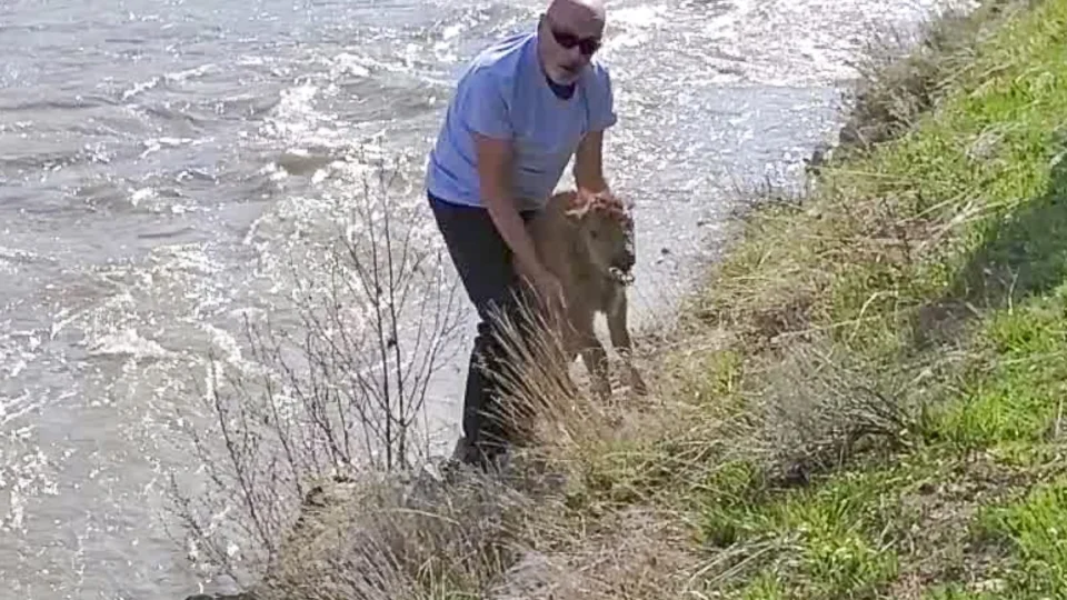 Filhote de bisão é sacrificado após ser resgatado por turista em Yellowstone