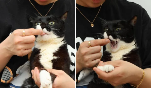 VÍDEO: gata com deficiência viraliza ao abrir a boca para pedir comida