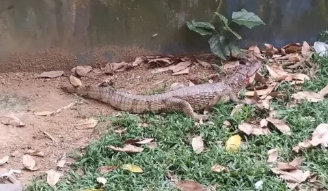 Em Manaus, jacaré é avistado na praia da Ponta Negra nesta segunda-feira, 29