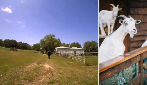 VÍDEO: moradores ouvem ‘socorro’ em vez de berros de cabra e chamam polícia nos EUA