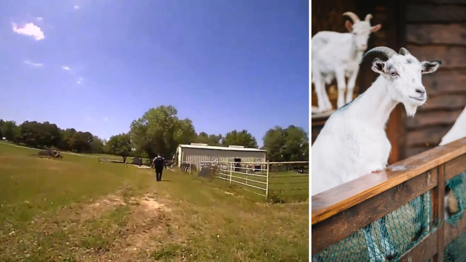 VÍDEO: moradores ouvem ‘socorro’ em vez de berros de cabra e chamam polícia nos EUA