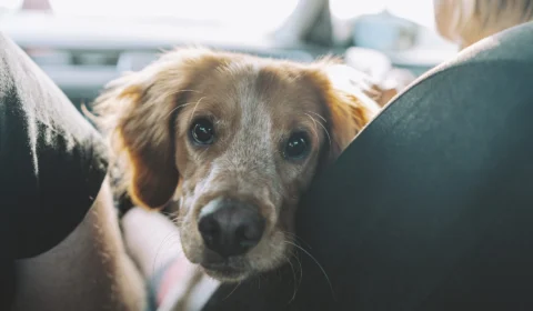 Motorista tenta trocar de lugar com cachorro para evitar prisão, nos EUA