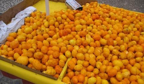 CCJ aprova PL que cria política de proteção para Pequi; entenda