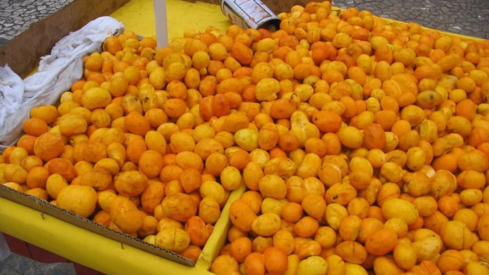 CCJ aprova PL que cria política de proteção para Pequi; entenda